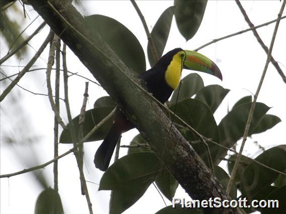 Keel-billed Toucan (Ramphastos sulfuratus)