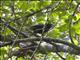 Chestnut-headed Oropendola (Psarocolius wagleri)