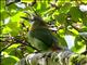 Northern Emerald Toucanet (Aulacorhynchus prasinus)