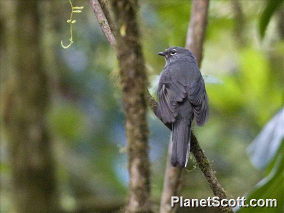 Slate-colored Solitaire (Myadestes unicolor)