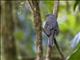 Slate-colored Solitaire (Myadestes unicolor)