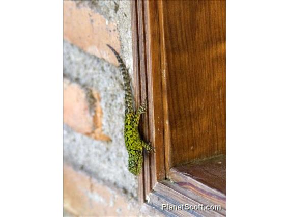 Green Spiny Lizard (Sceloporus hondurensis)