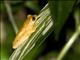 Yellow Treefrog (Dendropsophus microcephalus)