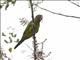 Orange-fronted Parakeet (Eupsittula canicularis)