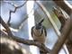 White-throated Magpie-Jay (Calocitta formosa)