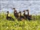 Black-bellied Whistling-Duck (Dendrocygna autumnalis)