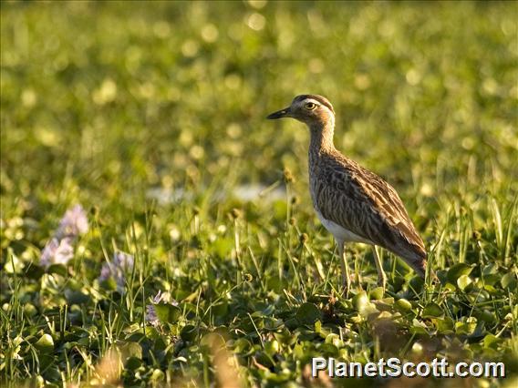 Double-striped Thick-knee (Hesperoburhinus bistriatus)