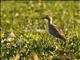 Double-striped Thick-knee (Burhinus bistriatus)