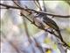 Brown-crested Flycatcher (Myiarchus tyrannulus)