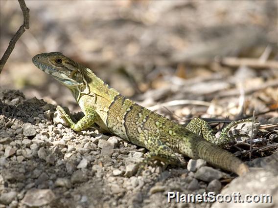 Black Spiny-tailed Iguana (Ctenosaura similis)