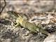 Black Spiny-tailed Iguana (Ctenosaura similis)