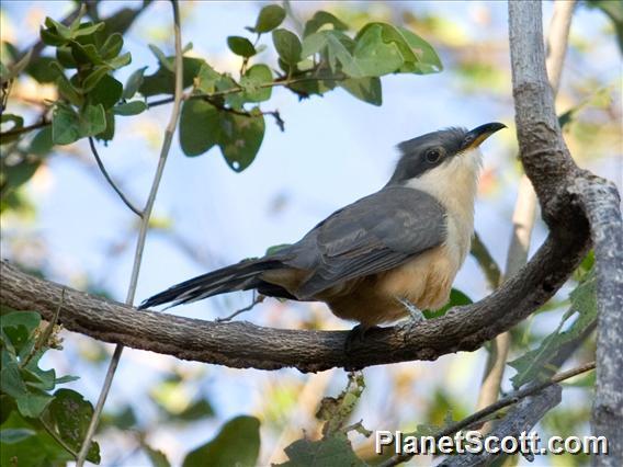 Mangrove Cuckoo (Coccyzus minor)