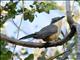 Mangrove Cuckoo (Coccyzus minor)