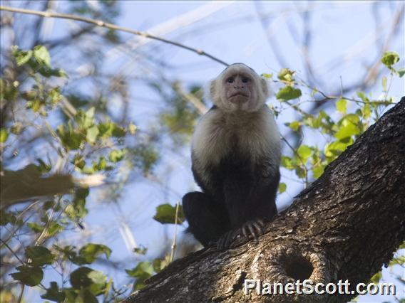 White-faced Capuchin (Cebus capucinus)