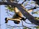 Central American spider monkey (Ateles geoffroyi)