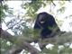 Mantled Howler Monkey (Alouatta palliata)