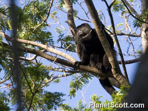 Mantled Howler Monkey (Alouatta palliata)