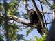 Mantled Howler Monkey (Alouatta palliata)