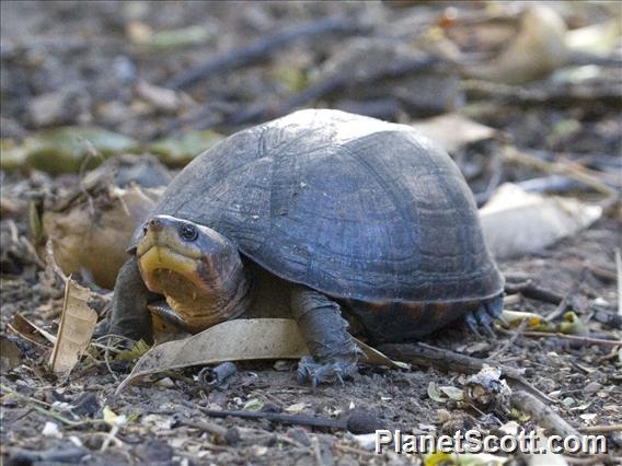 Scorpion Mud Turtle (Kinosternon scorpioides)