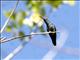 Blue-vented Hummingbird (Amazilia hoffmanni)