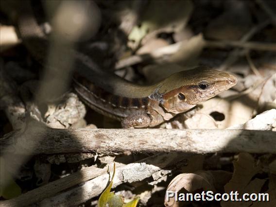 Rainbow Ameiva Lizard (Holcosus undulatus)