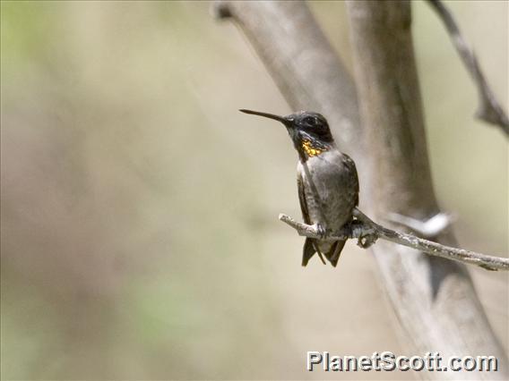 Plain-capped Starthroat (Heliomaster constantii)