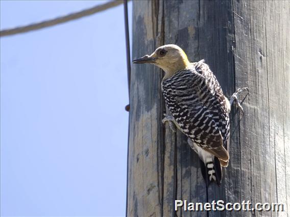 Hoffmann's Woodpecker (Melanerpes hoffmannii)