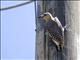 Hoffmanns Woodpecker (Melanerpes hoffmannii)