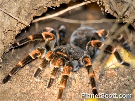 Costa Rica Red-legged Tarantula (Megaphobema mesomelas)