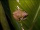 Pygmy Rain Frog (Pristimantis ridens)