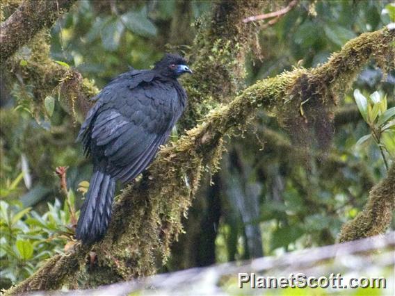 Black Guan (Chamaepetes unicolor)