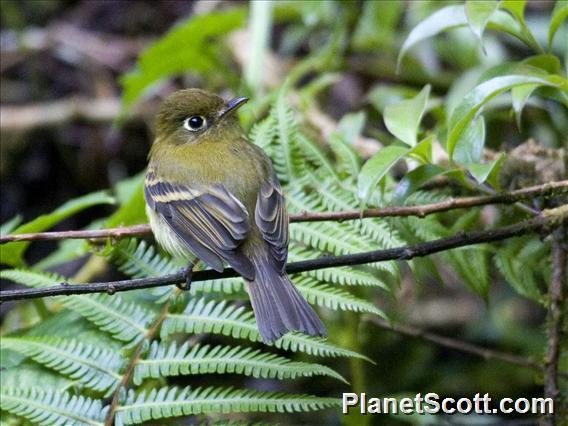 Yellowish Flycatcher (Empidonax flavescens)