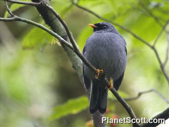 Black-faced Solitaire (Myadestes melanops)