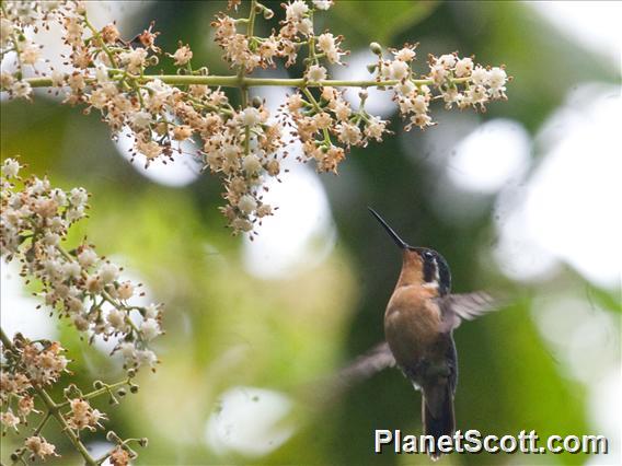 Purple-throated Mountain-Gem (Lampornis calolaemus)