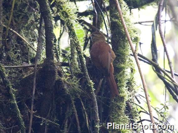 Ruddy Treerunner (Margarornis rubiginosus)