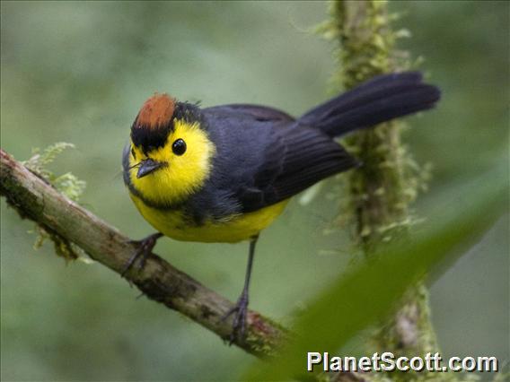 Collared Redstart (Myioborus torquatus)