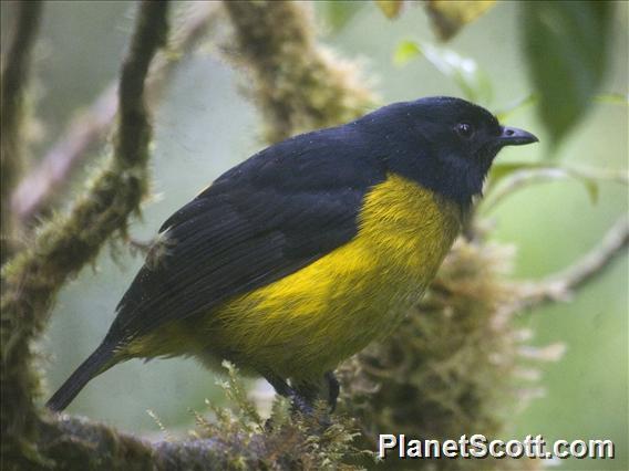 Black-and-yellow Silky-flycatcher (Phainoptila melanoxantha)