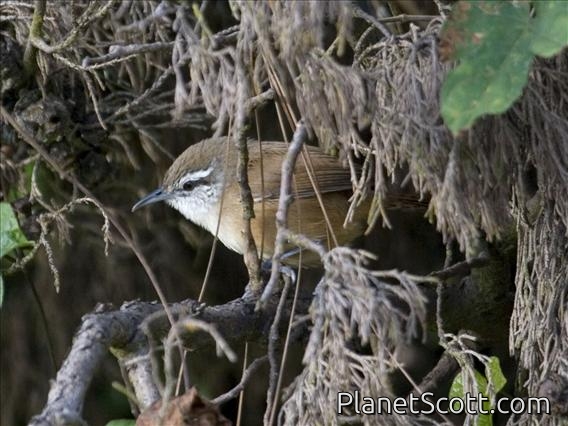 Cabanis's Wren (Cantorchilus modestus)