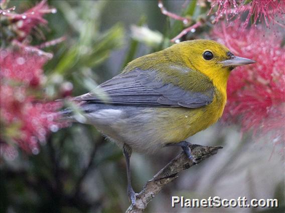 Prothonotary Warbler (Protonotaria citrea)