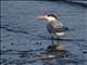 Royal Tern (Sterna maxima)