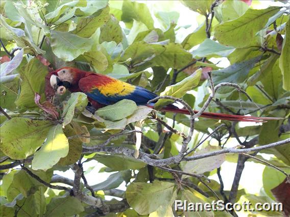 Scarlet Macaw (Ara macao)