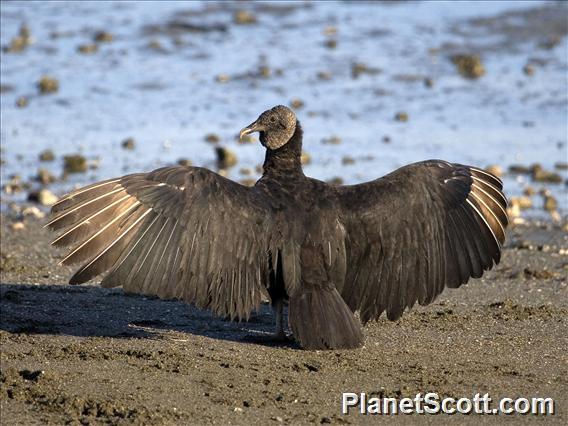 Black Vulture (Coragyps atratus)