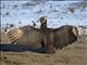 Black Vulture (Coragyps atratus)