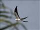 Swallow-tailed Kite (Elanoides forficatus)