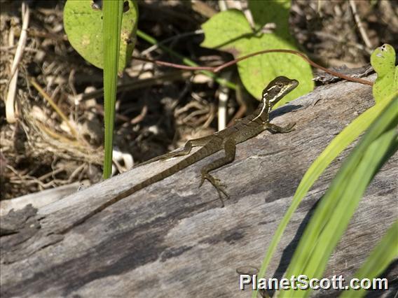 Common Basilisk (Basiliscus basiliscus)