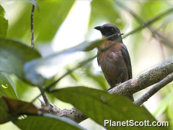 Black-cheeked Ant-Tanager (Driophlox atrimaxillaris)