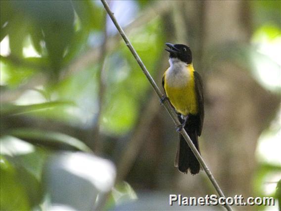 White-throated Shrike-Tanager (Lanio leucothorax)