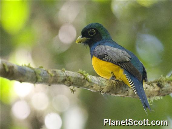 Northern Black-throated Trogon (Trogon tenellus)