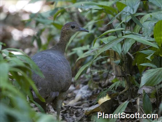 Great Tinamou (Tinamus major)