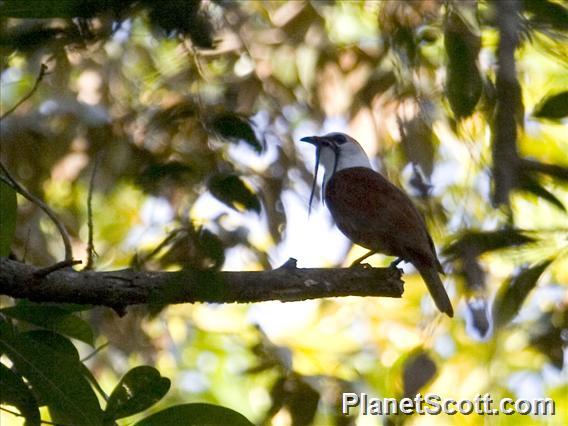 Three-wattled Bellbird (Procnias tricarunculatus)